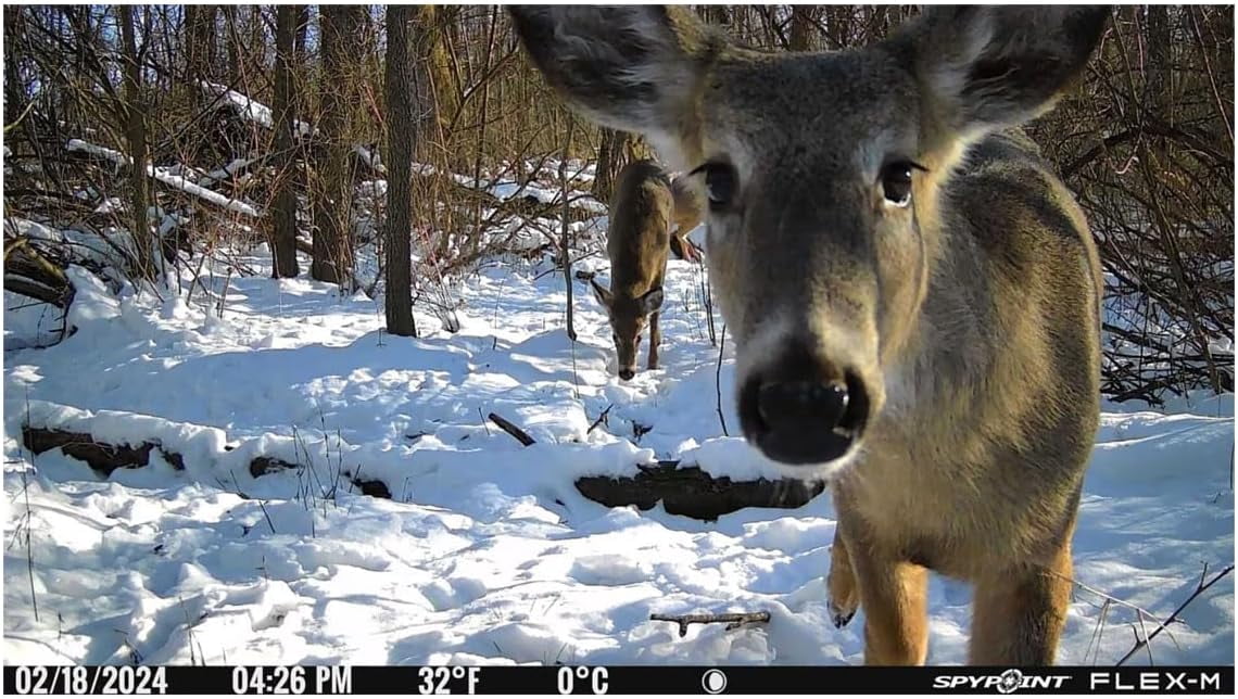 ZJQYDS Flex-M Cellular Trail Camera - Best Hunting Accessories, No WiFi Needed, Night Vision, Motion Activated, Dual-Sim LTE, IP65 Water-Resistant Game Camera, 28MP Photos, 720p Videos + Sound (1)
