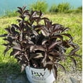 thumbnail image 3 of Weigela Spilled Wine  - 3 gal, Live Shrub, Part/Full Sun, Outdoor, Proven Winners, 3 of 4