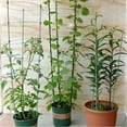 thumbnail image 5 of Plant Support Cages 18 Inches Plant Cages with 3 Adjustable Rings, Pack of 3 (18"), 5 of 5