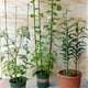 thumbnail image 5 of Para peonías, tomates y vides, estacas de 3 anillos, marcos de crecimiento de plantas de jardín, jaulas de soporte de plantas ajustables de 18", paquete de 3, 5 of 5