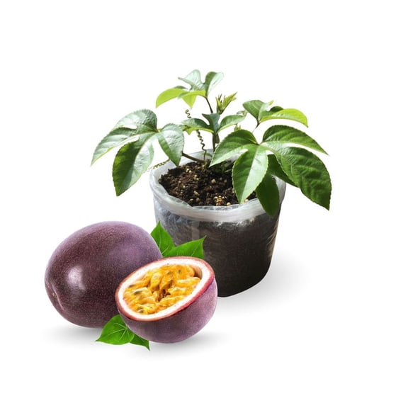 Tropical Purple Passion Fruit Live Vine, Edible Garden Plant, 6-inch Live Starter for Outdoor Patio