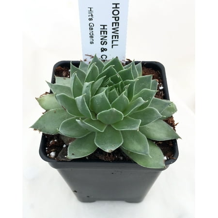 Hopewell Hens & Chicks - Sempervivum - Very Hardy Indoors or Out - 4