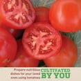 thumbnail image 3 of Harris Seeds Tomato Red Mountain F1, Treated Variety, 50 Count, 3 of 6