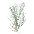 thumbnail image 2 of Fab Funky 20x24 Gold Ornate Wood Framed with Double Matting Museum Art Print Titled - Seaweed 3 Green, 2 of 4