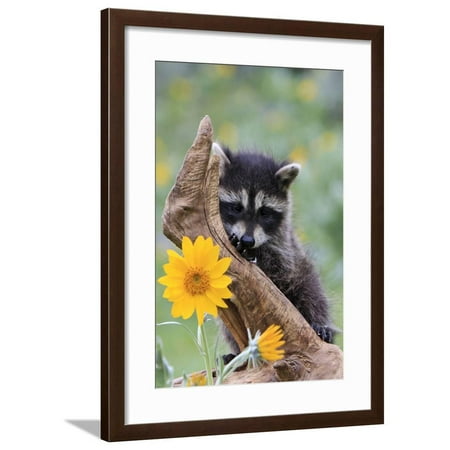 Raccoon Baby  Framed Print Wall Art  Walmart  com