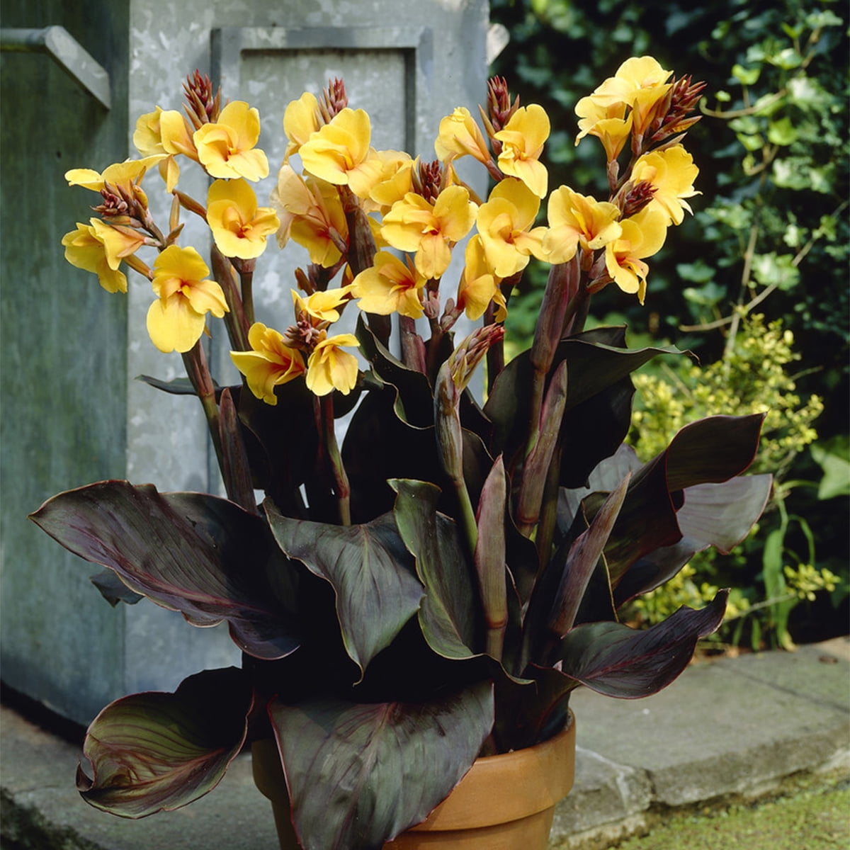 Van Zyverden Cannas Louis Cottin Set of 5 Bulbs Yellow Full Sun Deer Resistant