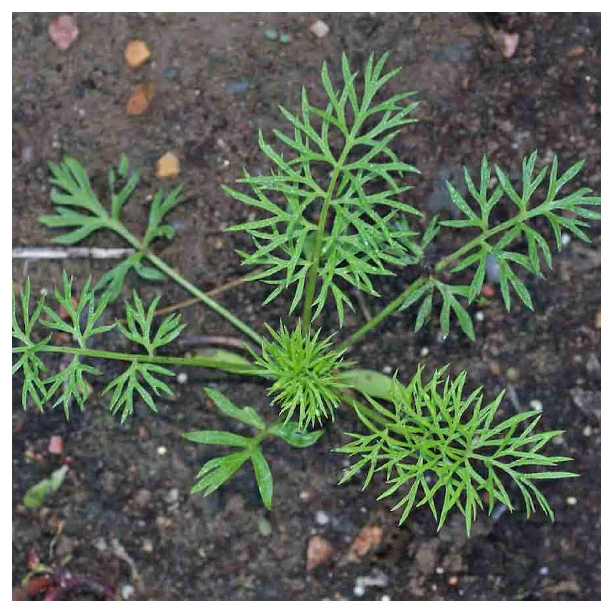 Everwilde Farms - 1 lb Love In A Mist Garden Flower Seeds - Gold Vault Bulk Seed Packet