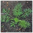 thumbnail image 3 of Everwilde Farms - 1/4 lb Love In A Mist Garden Flower Seeds - Gold Vault Bulk Seed Packet, 3 of 4