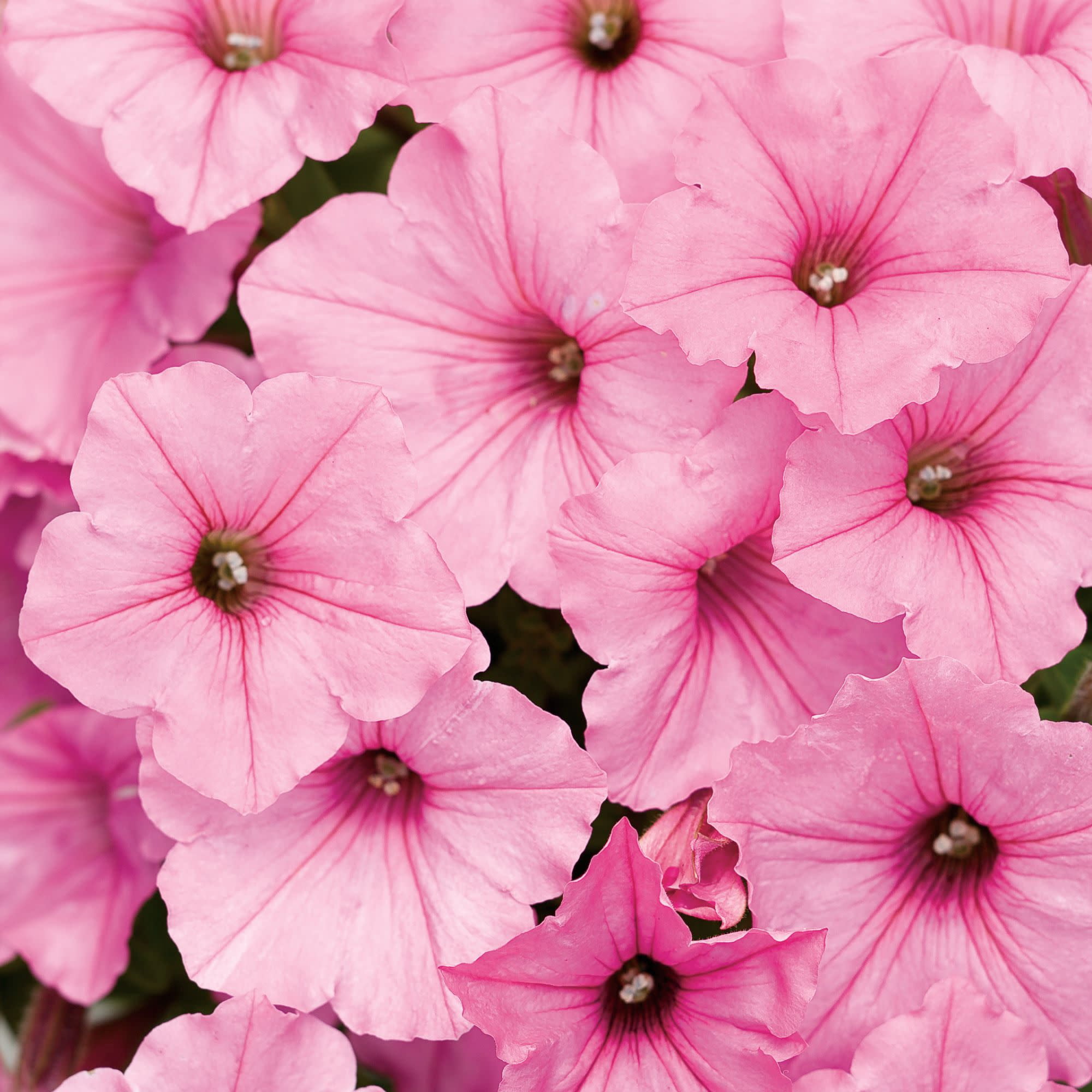 Proven Winners 4" Pink Supertunia Vista Bubblegum Petunia Live Plant in 4.25" Pot (4 Count)