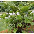 Tea Cup Elephant Ear Colocasia esculenta LIVE PLANT