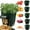 10 Gal [5Pack], variant on Djiypn Potato Grow Bags,(4 Pack 10 Gallon) Garden Vegetables Growing Planter with Durable Handles and Flap, Plant Pots for Tomato, Vegetable and Fruits, Green