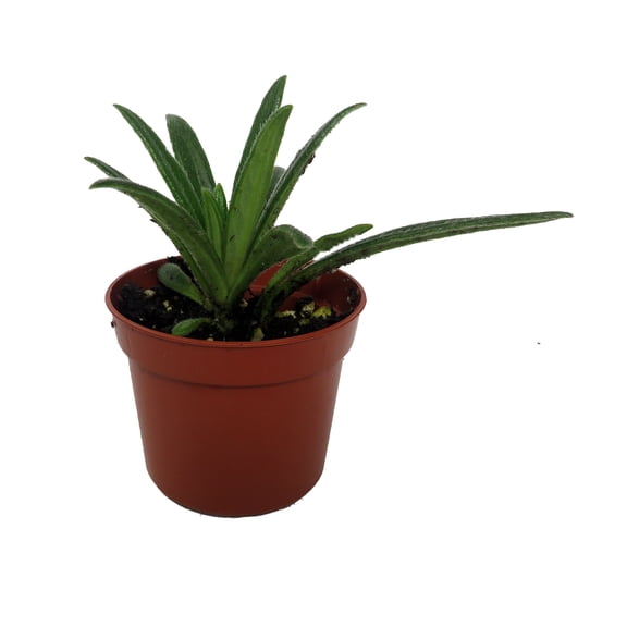 Rare Mini Pearl Asian Violet - Primulina - House Plant - 2.5" Pot