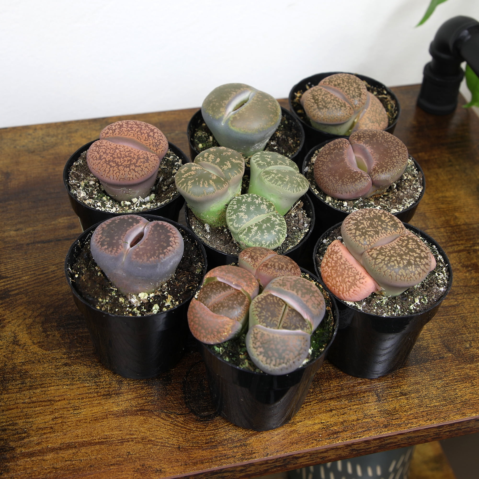 Altman Plants Living Stones Pet-safe Succulents 8-pack (Lithops) in 2.5 in. Grower Pots