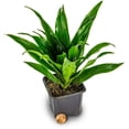 thumbnail image 2 of Josh's Frogs Dracaena Corn Plant - 'Janet Craig', 2 of 5