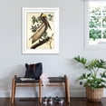 thumbnail image 3 of Art.com Brown Pelican Art Print by John James Audubon, White Frame Wall Art, 32" x 40", 3 of 5