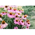 thumbnail image 4 of TomorrowSeeds - Purple Coneflower Seeds - 3000+ Count - For 2026 Planting USA Garden Flower Hedgehog, 4 of 5