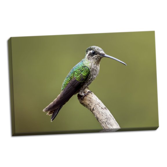 Gango Home Decor Hummingbird VIII by Larry Malvin (Ready to Hang); One 36x24in Hand-Stretched Canvas