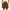 Coffee, variant on Diufon Womens Lounge Shorts Solid Color Athletic Shorts Elastic Waist Drawstring Shortsd with Pockets