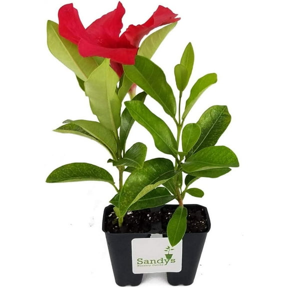 Mandevilla Tropical Plant, Giant Crimson Red Flower, Lot of 2 Starter Plants