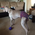 thumbnail image 4 of Barkertime Stripes on Black Washable Dog Diaper - Made in USA, 4 of 10
