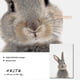 thumbnail image 5 of Rabbit Rabbit Tail Wall Art Picture Woodland Animals Canvas - Poster Nursery, 5 of 5