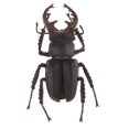 thumbnail image 2 of Juguete modelo animal del para lección de ciencia de CUTICAT Juguete realista de insectos naturales, 2 of 8