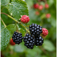 thumbnail image 7 of Set of 2 Ouachita Blackberry Live Plants 4-6 Inches Tall, Thornless Berry Bushes for Garden, Patio and Container Growing, 7 of 7