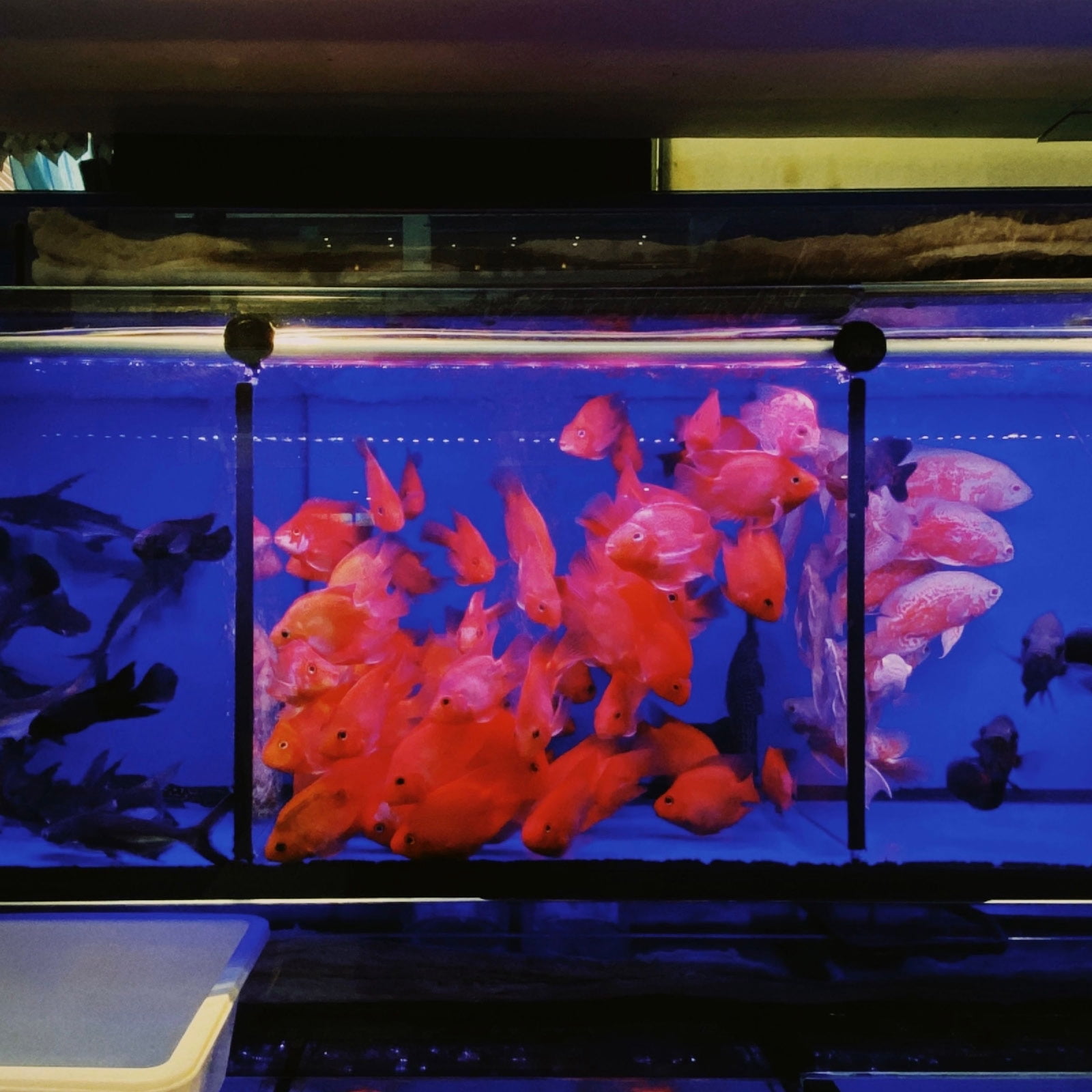 8Pack Aquarium Fish Tank Divider, 12x12 Inch Egg Crate with Suction Cups, White