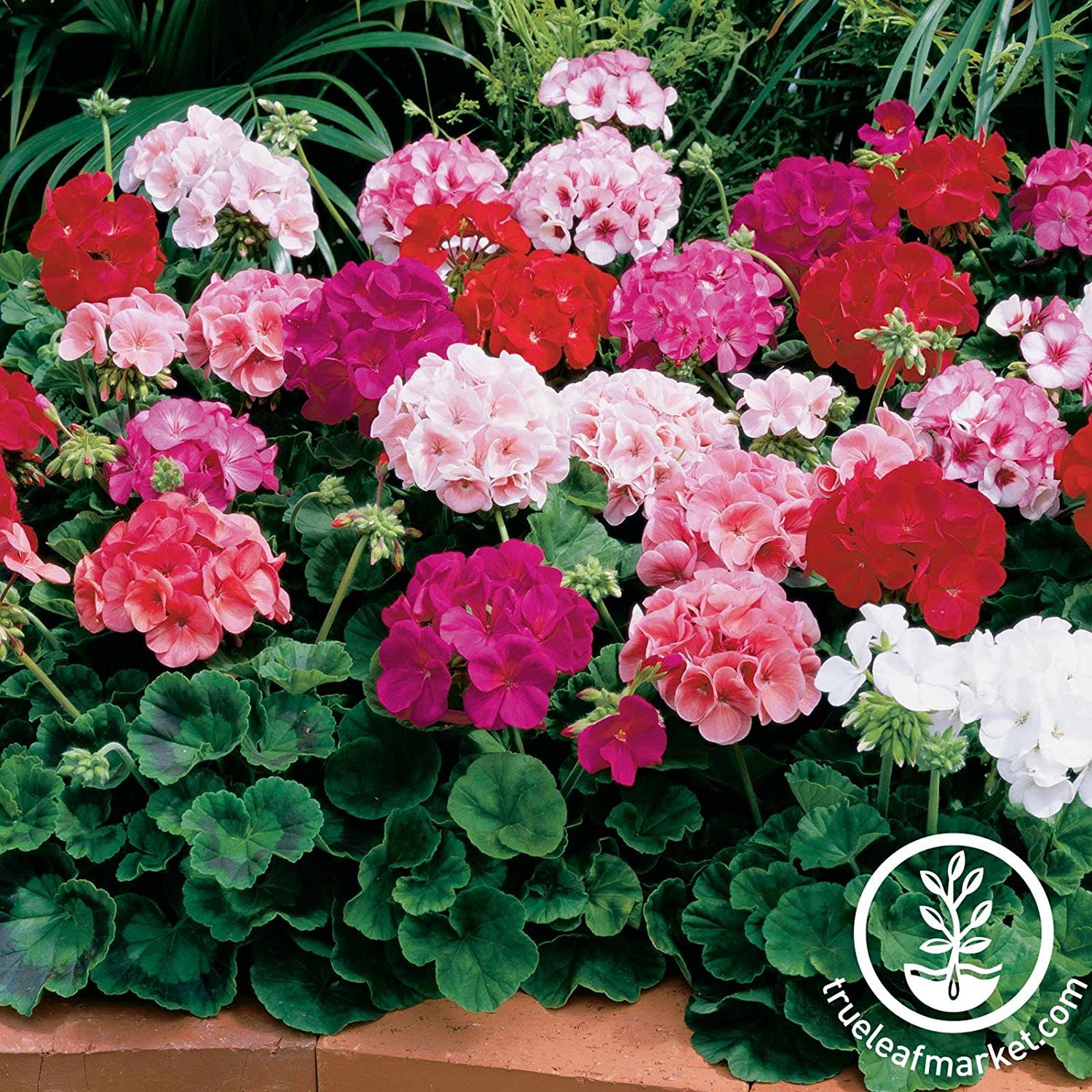 Maverick F1 Series Geranium Flower Garden Seeds - Mix - 100 Seeds