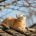 thumbnail image 6 of Pet Glasses for Cats Stylish Sun Eyewear with Adjustable Straps Ideal for Driving and Outdoor Activities Eye, 6 of 7