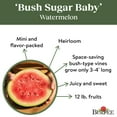 thumbnail image 5 of Burpee Bush Sugar Baby Watermelon Vegetable Seed, 1-Pack, 5 of 6