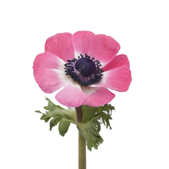 Bloomingmore - Anemones Coral Fresh Flowers, 300 Stems