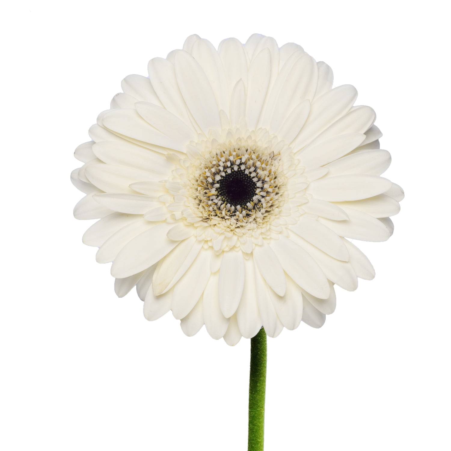 White Gerberas 50 cm Fresh Cut 50 Stems