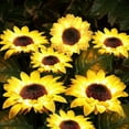 thumbnail image 2 of TERGAYEE Solar Outdoor Lights Garden Decor,Realistic Sunflower Lights Solar Garden Lights Waterproof,Solar Pathway Lights for Outside Landscape Patio Yard Decorations, 2 of 6