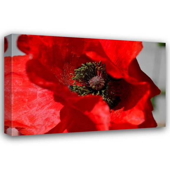 Brian Moore 18x13 Gallery Wrapped Canvas Wall Art Titled - Red Poppy I
