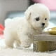 thumbnail image 2 of Milow Robot Puppy, Milow - My Realistic Robot Puppy, 2 of 4