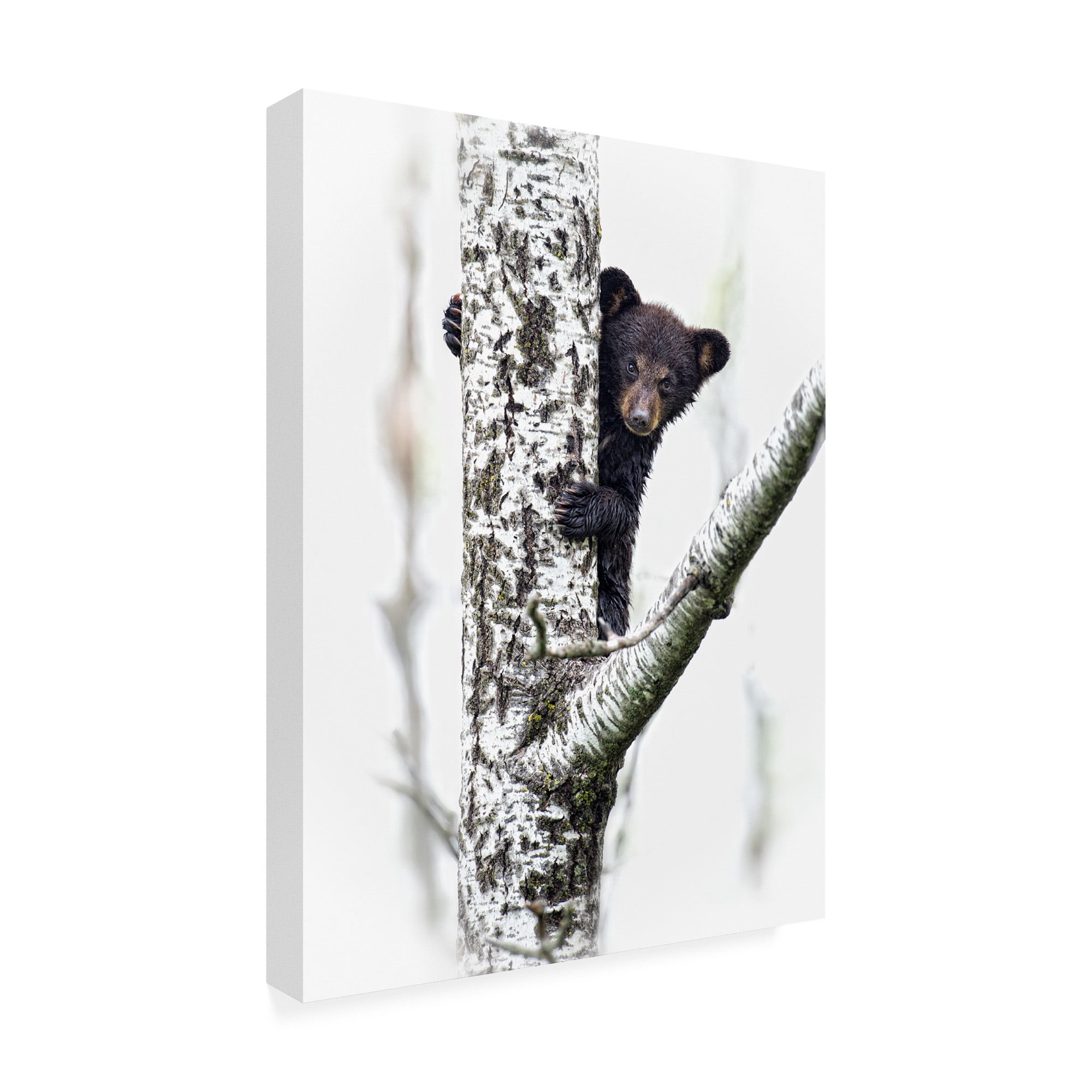 Trademark Fine Art 'Bears at Play V' Canvas Art by PHBurchett