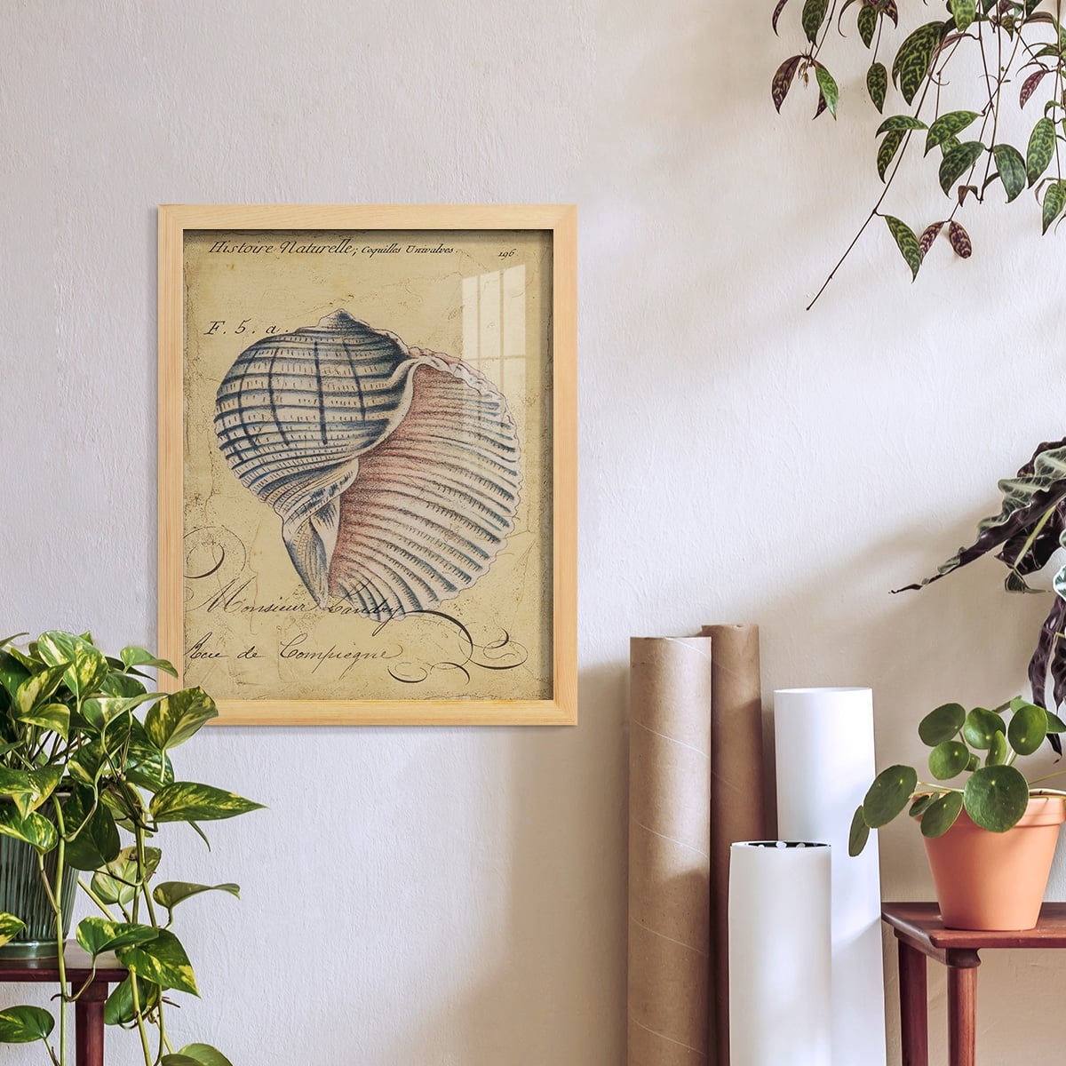 Seashell Ephemera V - Framed Print w/glass - Natural Wood
