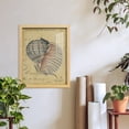 thumbnail image 6 of Seashell Ephemera V - Framed Print w/glass - Natural Wood, 6 of 7