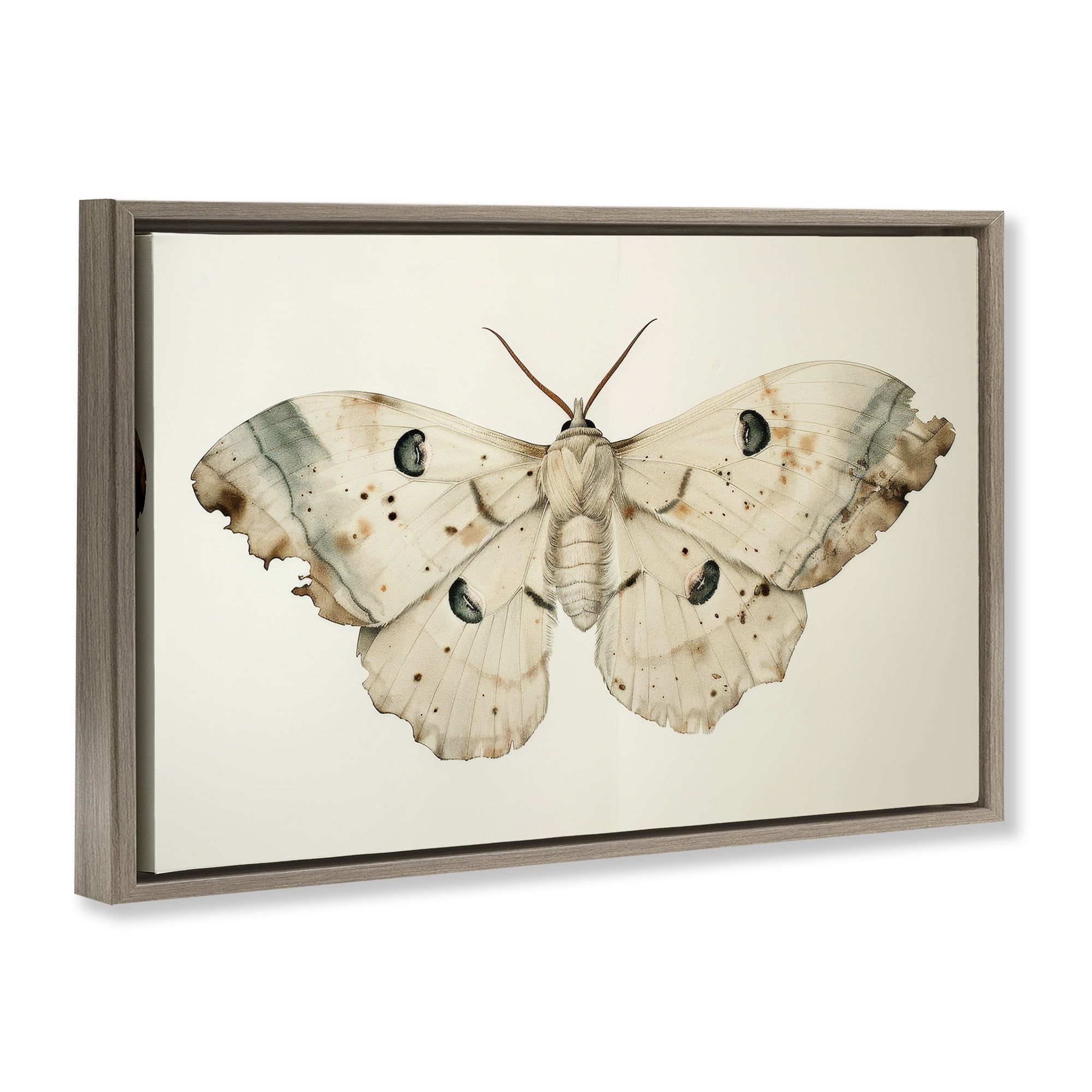 Stupell Industries Vintage Beige Moth Animals Painting Brown Floater Framed Canvas Art Print Wall Art, 25 x 17