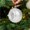 Silver1, variant on Herrklp Christmas, 6pc 8cm Sunflower Christmas Ball Set Christmas gifts