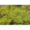thumbnail image 3 of Old Gold Juniper 2 Gallon, 3 of 3