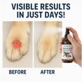 thumbnail image 3 of London's Choice (a Canadian Company) - Colloidal Silver Spray for Dogs & Cats, 10ppm Pet Hot Spot & Wound Care, Itch Relief Skin Treatment, Fast-Acting Spray, 59ml (2oz), 3 of 9