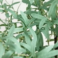 thumbnail image 6 of Nearly Natural Pre-Lit Olive Artificial Tree on Metal Base - 6' - Warm White LED Lights, 6 of 9