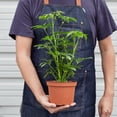 thumbnail image 3 of Schefflera Arboricola 'Umbrella', 6" Pot, Indoor Houseplant, Easy Care, Live Plant for Indoor & Outdoor, 3 of 6