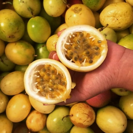 2 Yellow Passionfruit Plant Live, Passionfruit Plant from 4 to 8 Inch, Suitable for Planting Outdoor