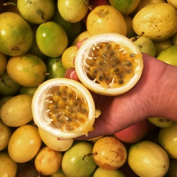 2 Yellow Passionfruit Plant Live, Passionfruit Plant from 4 to 8 Inch, Suitable for Planting Outdoor