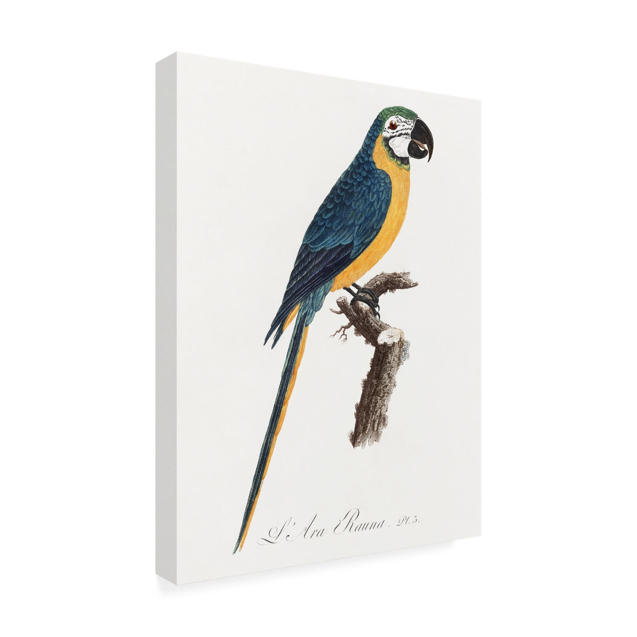 Trademark Fine Art Francois Levaillant Levaillant Parrot I Canvas Wall Art