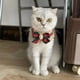 thumbnail image 3 of Dog Cat Crochet Bow Tie Collar Cute Knitted Scarf Plaid Pet Wool Bandana Collar with Flower Bell Cat Necklace, 3 of 4