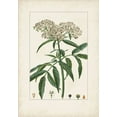thumbnail image 2 of Turpin  11x14 Gold Ornate Wood Framed with Double Matting Museum Art Print Titled - Antique Turpin Botanical VII, 2 of 4